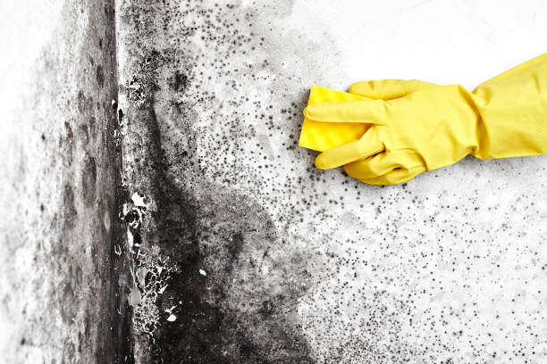 Mold Testing and Removal in Barrington, IL